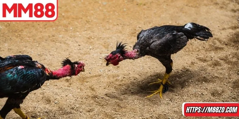 Đá gà 88 là game được săn đón nhất